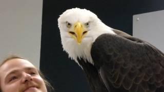 Alaska Raptor Center Education Eagle