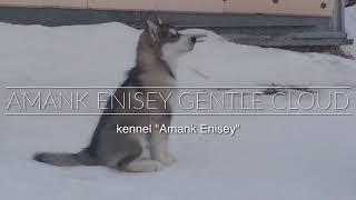 Amank Enisey Gentle Cloud 2,5 month