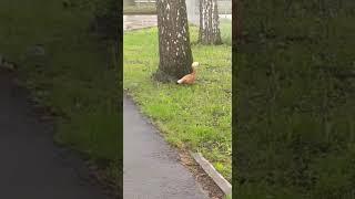 Красная утка и утята.Ruddy shelduck and ducklings.#краснаяутка #утки #ruddyshelduck#duck #ducks