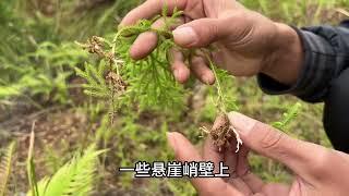 山路边常见植物祛风草，作用太强大了，说不定你家乡也有