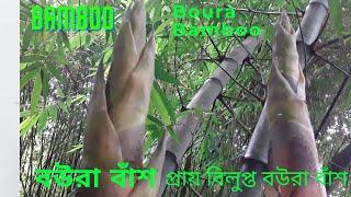 Almost extinct boura bamboo | প্রায় বিলুপ্ত বউরা বাঁশ।Boura bamboo| Boura bash|Bamboo