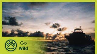 Torres Strait Island - Island Life 6/6 - Go Wild