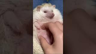 A Cute Chubby Hedgehog is Stroked for a Very Long Time #Shorts