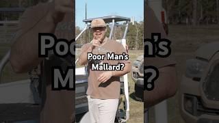 Poor Man’s Mallard? #duckhunt #duckhunter #publicduckhunting #hunting #fishing