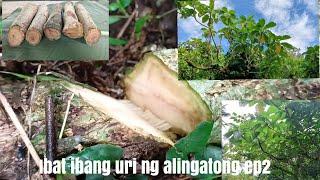 Joebert asor Ibat ibang uri ng alingatong ep2, Ibat ibang klase ng white alingatong
