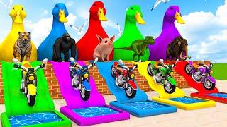 5 Giant Duck Cartoon,Cow,Mammoth,Elephant,Lion,Tiger Paint Wild Animals Crossing Fountain Animation