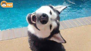 DOGS are the FUNNIEST creatures on Earth  NEW Funny Dog Videos