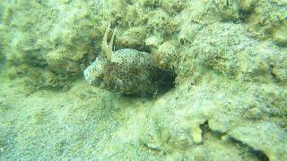 Длиннощупальцевая собачка (Parablennius tentacularis). Абхазия, Очамчира, Черное море. 29.08.2019