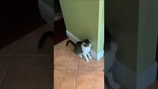  Funny cat videos | cute cats | Try not to laugh | Cat videos Compilation #shorts  