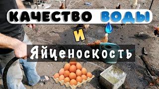 Влияние качества воды на яйценоскость кур.