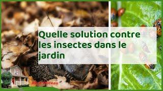 Jardin sain : solutions naturelles pour lutter contre les insectes nuisibles !