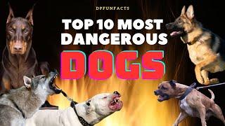 TOP 10 MOST DANGEROUS DOGS IN THE WORLD | DPFunFacts #dogs