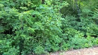 North Carolina Land 1.18 Acre - Sylva, NC - Owner Financing $175/Mo - Billyland.com