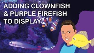 Adding Clownfish & Purple Firefish to Display (Red Sea Reefer 250)