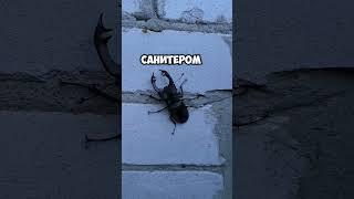 краснокнижный жук #сад #жуколень #дача #жук #краснаякнига