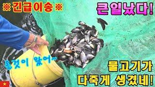 [베트남양식업] 물고기치어 집단폐사 조짐이 보여서 5000마리 긴급이주! (kiengiangtv)