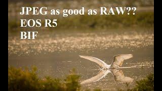 Canon EOS R5 birding, JPEG vs RAW vs CRAW.  JPEG as good as RAW????