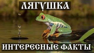 Интересные факты о лягушках