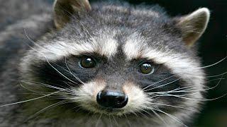 YMS Wants a Pet Raccoon