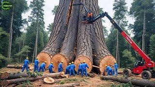 Extreme Dangerous Fastest Big Chainsaw Cutting Tree Machines | Monster Stump Removal Excavator #82