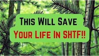 Survival Hacks: Pine Trees Will Save Your Life!