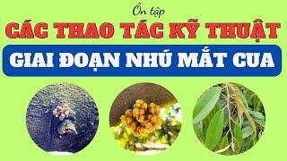 Ôn tập thao tác kỹ thuật 15 ngày đầu của mắt cua | Phá miên trạng - Kéo bông - Kéo đọt