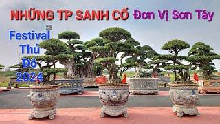 FESTIVAL THỦ ĐÔ 2024 ! Khám phá & Chiêm ngưỡng vẻ đẹp của những CÂY SANH CỔ của AE SƠN TÂY tại TL .