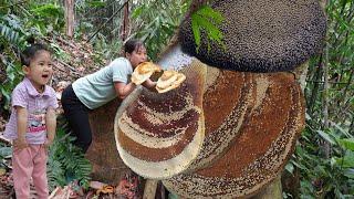 How to harvest super large wild honey - Ancient beekeeping method - Lý Thị Nhim