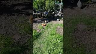 Our cats and ducks hanging out together at PumpjackPiddlewick