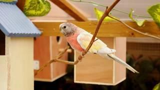 1 hour of Aviary Birds -  Parakeets, Doves, Canaries, Budgies, Cockatiels and Finches