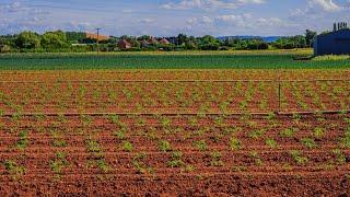Zero Budget Natural Farming (ZBNF): Background, Benefits, Issues &Criticism