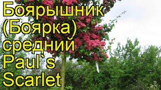 Боярышник средний Паул Скарлет. Краткий обзор, описание crataegus x media Paul's Scarlet