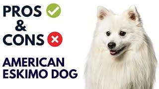 American Eskimo Dog Pros and Cons | American Eskimo Dog Advantages and Disadvantages