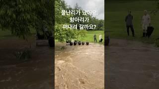 비가 5년만에 엄청나게 내려 장독대로 물리 넘쳤어요. #이민생활 #테네시 #토네이도