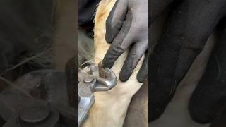 Satisfying chestnut trim! #horse #farrier #asmr