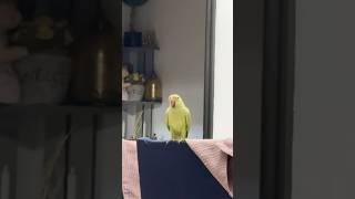 Our parrot calling Daddy, Mummy ️#fypviralシ#shortsfeed#shortsviral#viralshorsts#viralfypppp