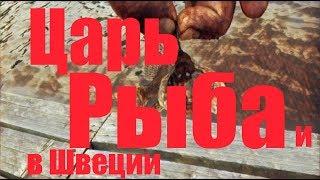 Рыбалка Швеция! Начинаем осваивать кормушку !
