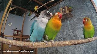 1 Hour Lovebird Sounds - February 17 2019 - Part 1