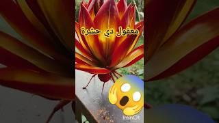 مش هتصدق ان دى حشرة