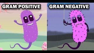 GRAM POSITIVE VS GRAM NEGATIVE BACTERIA