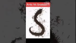 Ants VS Snake Timelapse