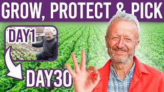 Mastering Lettuce: Tips and Tricks for Growing, Sowing, and Protecting Your Crop