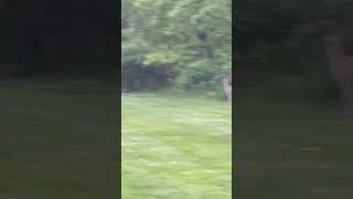 Lindsey blows me off big time. #deer #wildlife #animals #shorts