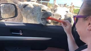 Feeding Donkeys at the Donkey Sanctuary Bonaire