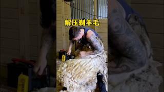 给绵羊剃毛的过程真是太解压了！