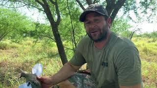 Mojo Elite dove decoy on sale at Simmons Sporting Goods.