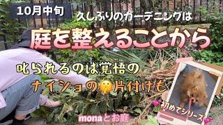 【monaとお庭】久々のガーデニング、まずは片付けからはじめて、ナイショの剪定もしていく！おまけでは、ポメラニアンのモナカの初めてシリーズ！#ガーデニングブログ #ポメラニアン