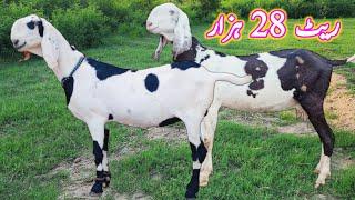 Shera beetal naghra 2 dant bakrian at bismillah goat farm goat farming in pakistan