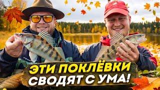 ЭТИ ПОКЛЁВКИ СВОДЯТ С УМА! РЫБАЛКА НА ВОЛГЕ!