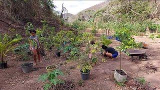 Plantamos côco anão